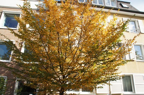 lindenthal