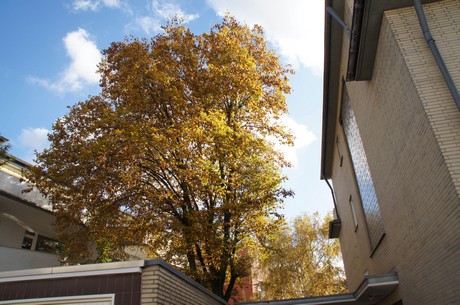 lindenthal