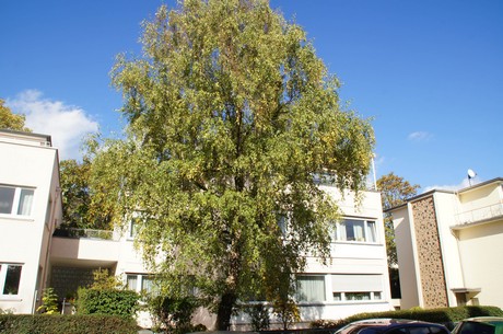 lindenthal