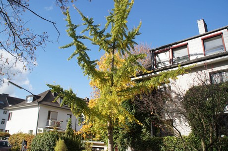 lindenthal