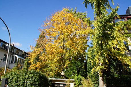lindenthal