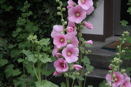 longerich