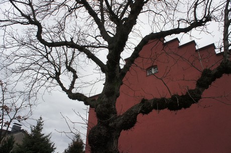 mauenheim
