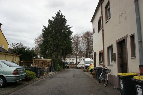 mauenheim