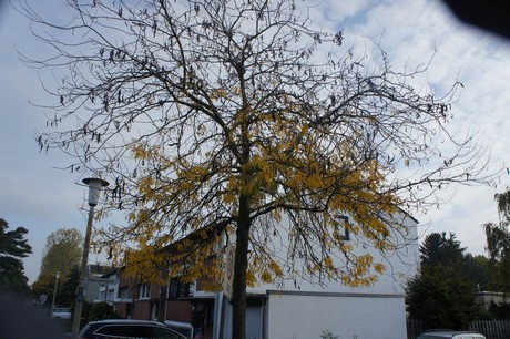 meschenich