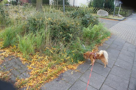 meschenich