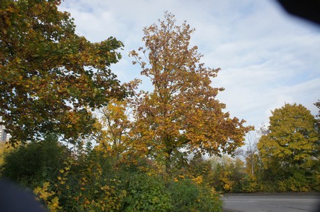 meschenich