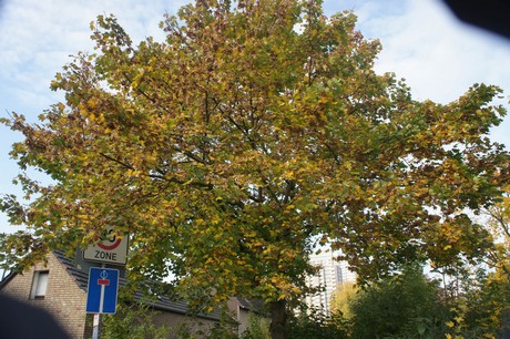 meschenich