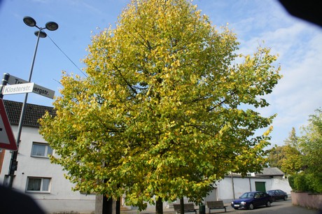 meschenich