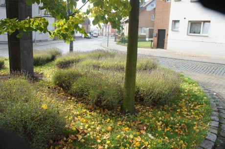 meschenich