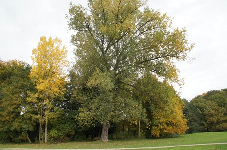 muengersdorf