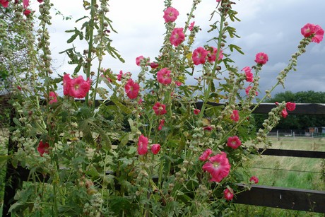 milchmaedchensiedlung