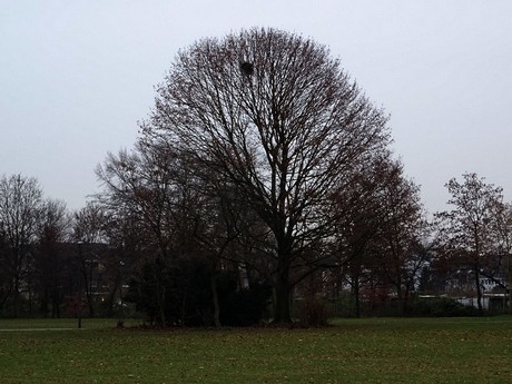 riehl