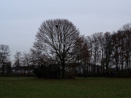 riehl