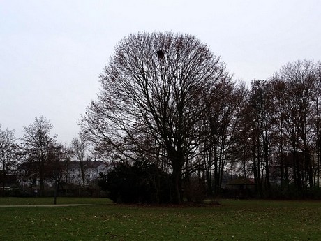 riehl