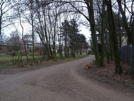 riehl