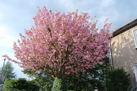 Rodenkirchen