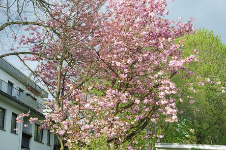 Rodenkirchen