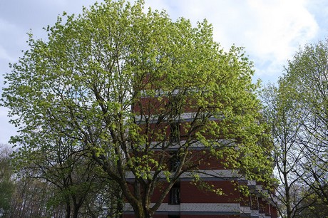Rodenkirchen