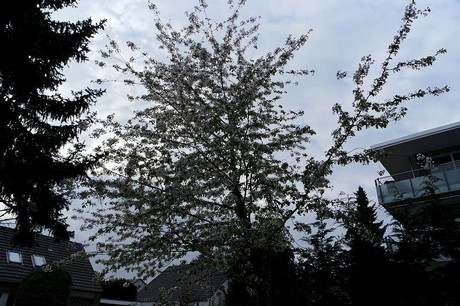 Rodenkirchen