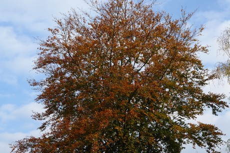 rodenkirchen