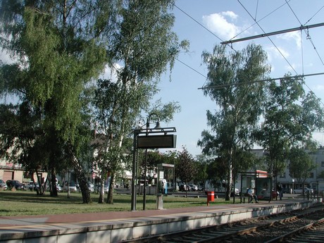 suelz