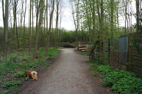 vogelsang