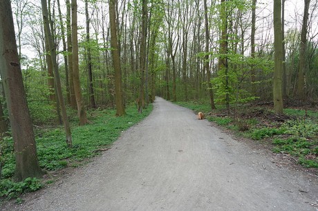 vogelsang