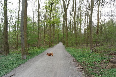 vogelsang