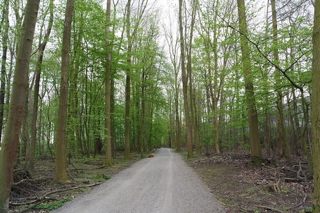 vogelsang