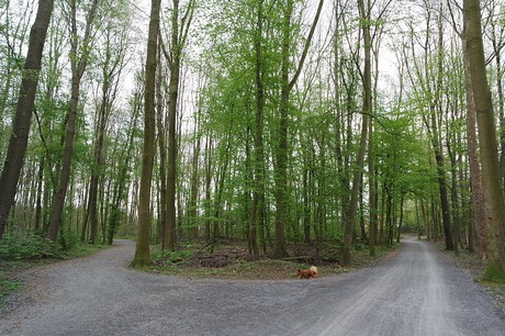 vogelsang