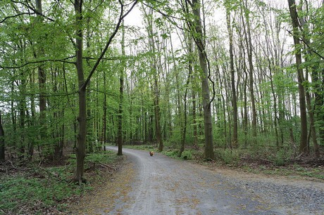 vogelsang