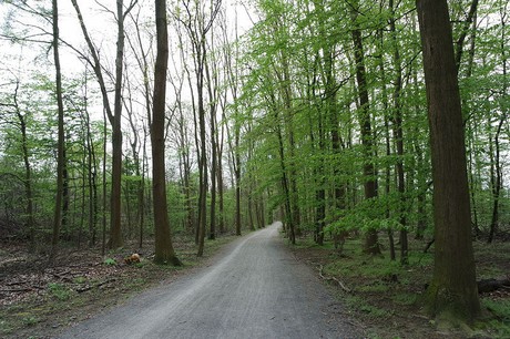 vogelsang