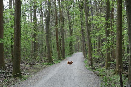 vogelsang