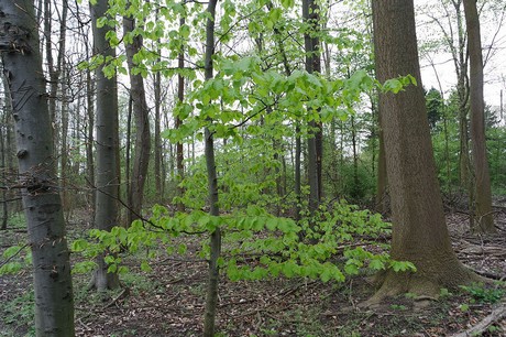 vogelsang