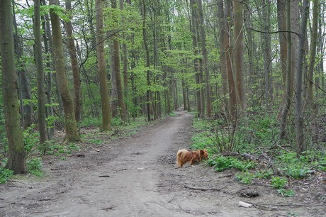 vogelsang