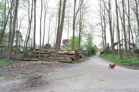 vogelsang
