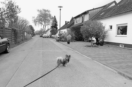 vogelsang
