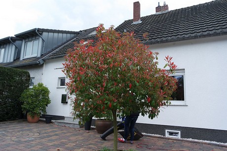 vogelsang