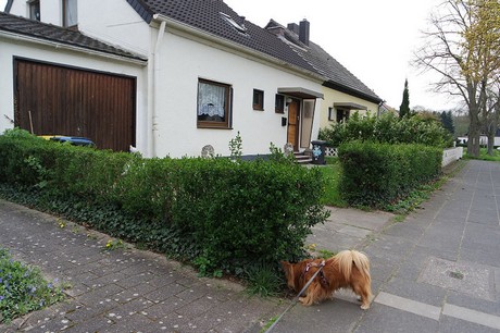 vogelsang