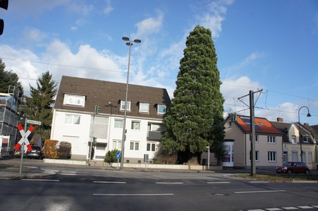 weiden