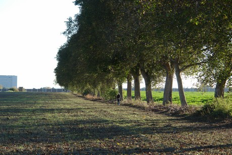 gertrudisstrasse