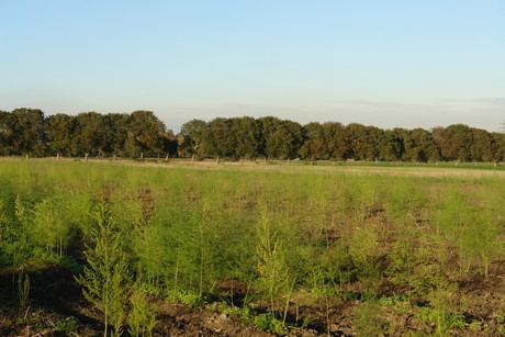 gertrudisstrasse