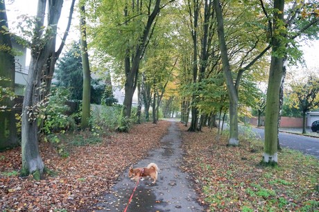 weiden