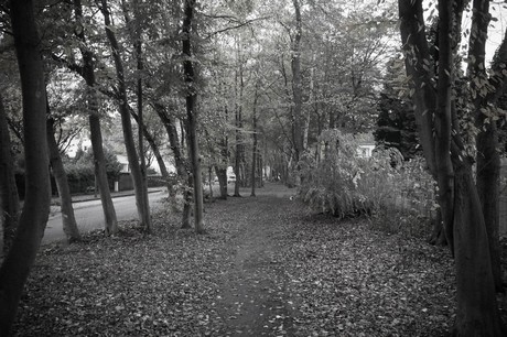 weiden
