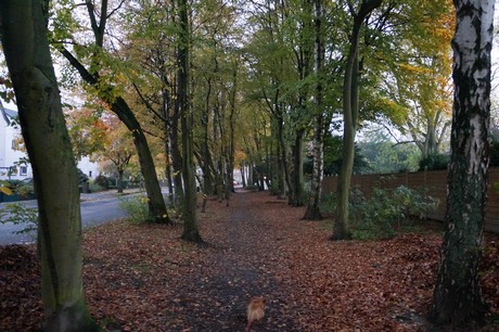 weiden