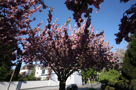 weiden