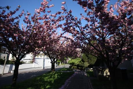 weiden