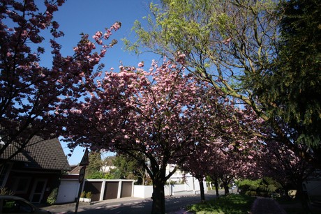 weiden