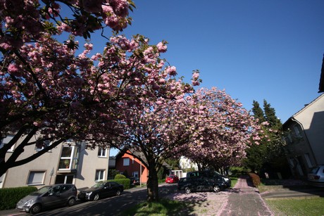 weiden